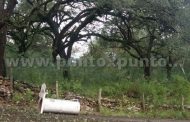 COLOCAN TRAMPA PARA ATRAPAR A OSO EN SANTIAGO PARA TRASLADARLO A UN LUGAR SEGURO.