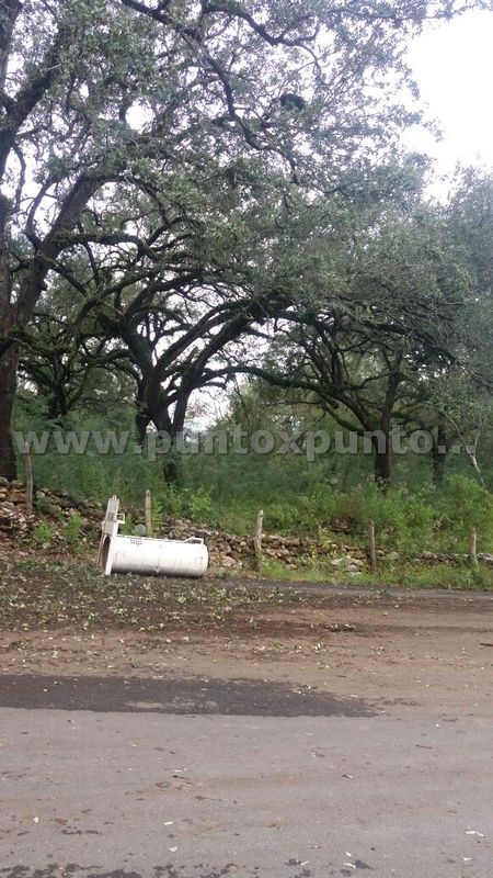 COLOCAN TRAMPA PARA ATRAPAR A OSO EN SANTIAGO PARA TRASLADARLO A UN LUGAR SEGURO.