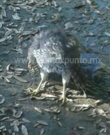 ENCUENTRAN ÁGUILA REAL EN PLAZA DE MMORELOS