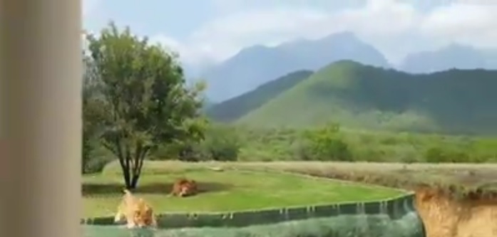 SE VIRALIZA VIDEO DE LEONA INTENTANDO ESCAPAR EN BIOPARQUE Y ATACAR A PASEANTES.