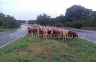 VACAS. PROVOCAN DOS CHOQUES EN LA CARRETERA