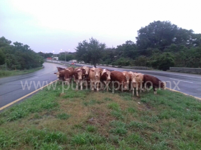 VACAS. PROVOCAN DOS CHOQUES EN LA CARRETERA