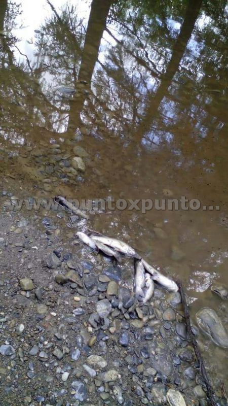 VUELVE A PRESENTARSE, PECES MUERTOS EN ARROYO CANOAS EN MMORELOS.