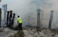 INCENDIO DE FORESTAL MOVILIZA A PROTECCION CIVIL Y BOMBEROS.