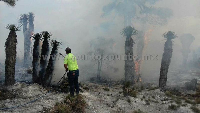 INCENDIO DE FORESTAL MOVILIZA A PROTECCION CIVIL Y BOMBEROS.