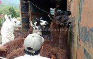 DECOMISAN EN RANCHO DE SANTIAGO, BISONTES, LLAMAS Y VENADOS, LOS ENTREGAN A BIOPARQUE EN MMORELOS.