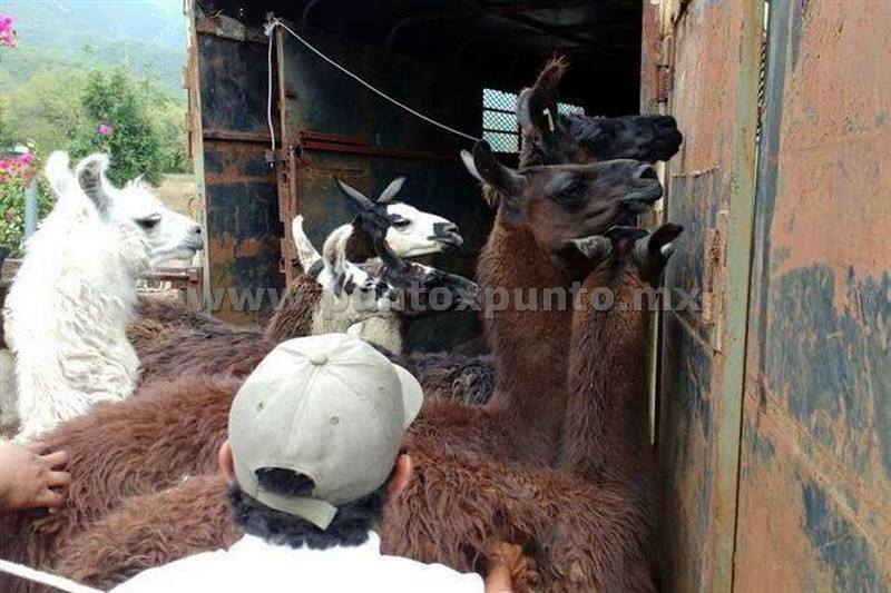 DECOMISAN EN RANCHO DE SANTIAGO, BISONTES, LLAMAS Y VENADOS, LOS ENTREGAN A BIOPARQUE EN MMORELOS.