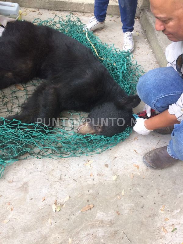 ATRAPAN OSO EN ÁREA CAMPESTRE EN SANTIAGO.