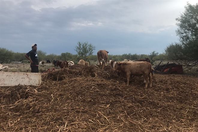 CATEAN RANCHO, RECUPERAN 56 CABEZAS DE GANADO DE 116 QUE FUERON ROBADAS CON VIOLENCIA.