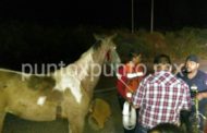 REGRESABAN DE CABALGATA, SE DESPRENDE CAJA DE CAMIONETA, RESULTA LESIONADO CABALLO.