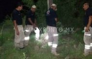 ABEJAS ATACAN A FAMILIA Y MATAN A CABALLO.