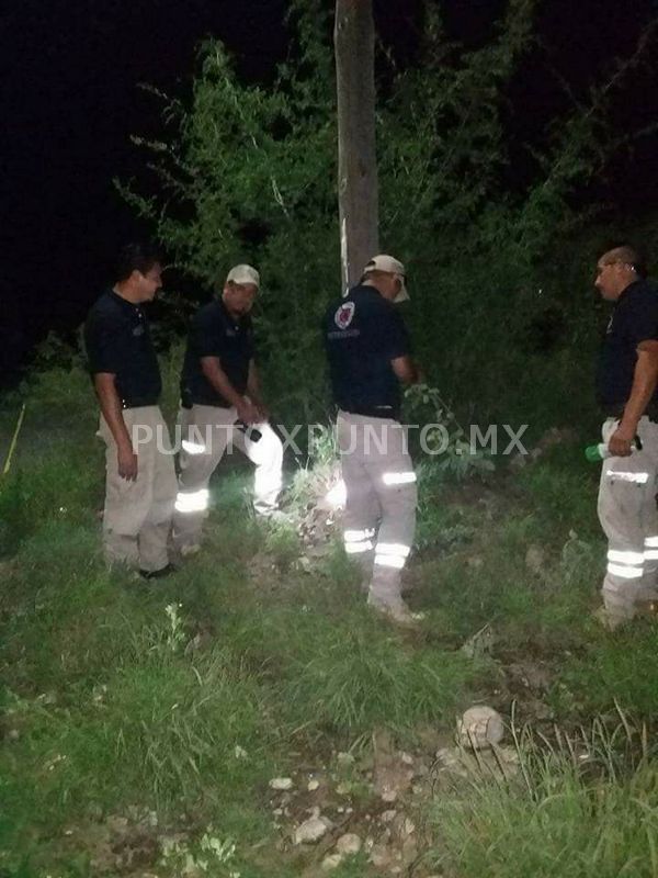 ABEJAS ATACAN A FAMILIA Y MATAN A CABALLO.