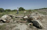 ALARMA MUERTE DE GANADO EN ARAMBERRI, TEMEN SE TRATE DE UN VIRUS QUE ACABA CON GANADO EN CUESTIÓN DE HORAS.