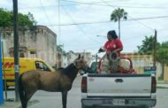 RESCATA PROTECCIÓN CIVIL UN CABALLO