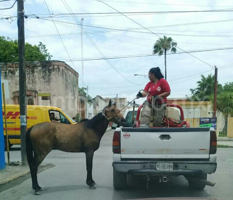 RESCATA PROTECCIÓN CIVIL UN CABALLO