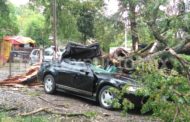 LESIONADO OCUPANTE DE MUSTANG AL CAERLE ÁRBOL ENCIMA EN AVENIDA DE MMORELOS.