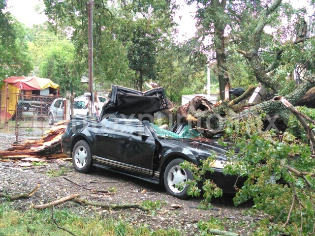 LESIONADO OCUPANTE DE MUSTANG AL CAERLE ÁRBOL ENCIMA EN AVENIDA DE MMORELOS.