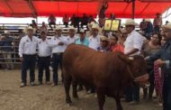 GANADEROS CELEBRAN XIX EDICIÓN DEL NOVILLO GORDO EN LINARES