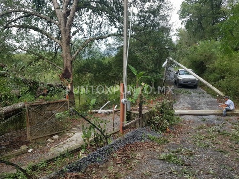 CAE ÁRBOL Y DERRIBA TRES POSTES DE CONCRETO EN LOS FIERROS EN SANTIAGO.