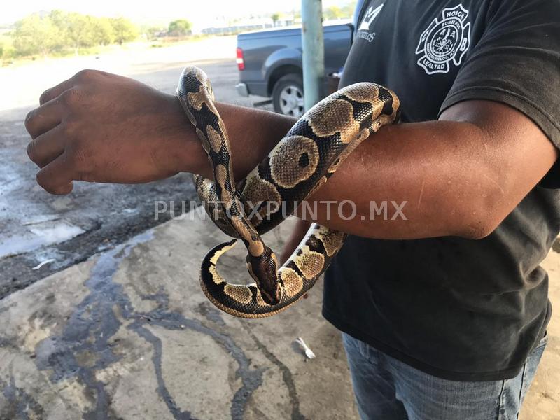 ATRAPA PROTECCIÓN CIVIL, VÍBORA PITÓN BOLA EN UNA VIVIENDA EN MONTEMORELOS.