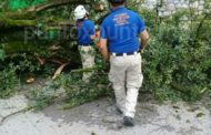 RETIRA PROTECCIÓN CIVIL DE ALLENDE ÁRBOL QUE OBSTRUIA PUENTE.