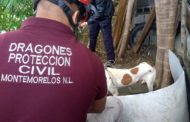 MUJER ES ATACADA POR PERRO EN COLONIA DE MONTEMORELOS, LA TRASLADAN A HOSPITAL GENERAL.