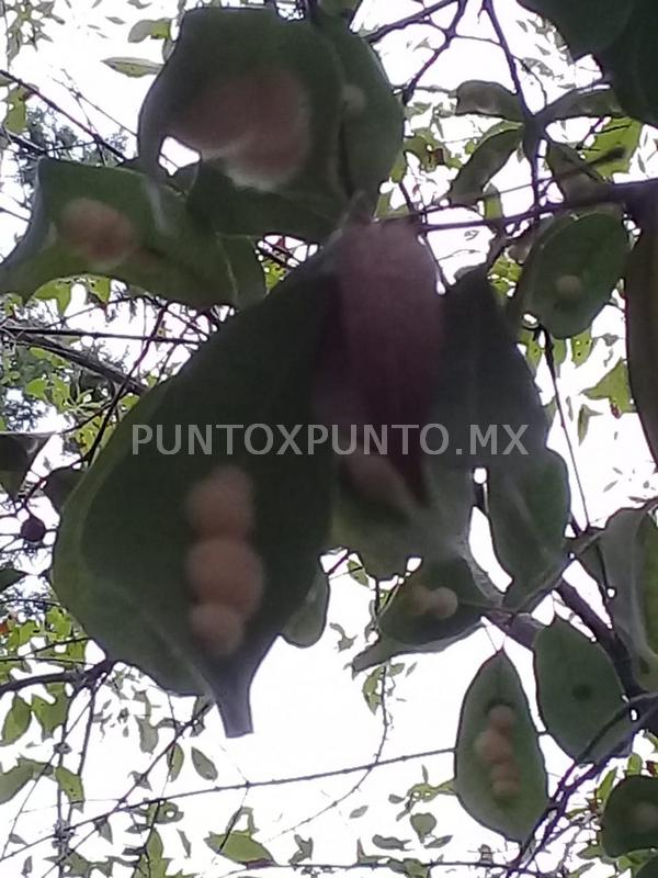 ALERTAN VECINOS POR ORUGA PELUCHE EN PLAZA GIL DE LEYVA EN MMORELOS.