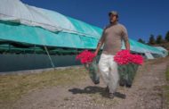 PEQUEÑOS PRODUCTORES ASEGURAN ABASTO DE FLOR DE NOCHEBUENA PARA ESTA TEMPORADA