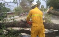 VIENTO TUMBA UN ARBOL FRENTE A ESCUELA