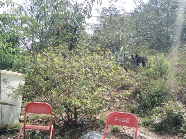 CONTINÚAN BAJANDO OSOS DE LA SIERRA EN BUSCA DE COMIDA EN SANTIAGO.