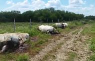 ENCUENTRAN VACAS MUERTAS EN GENERAL TERÁN, ASEGURAN FUE UN RAYO.