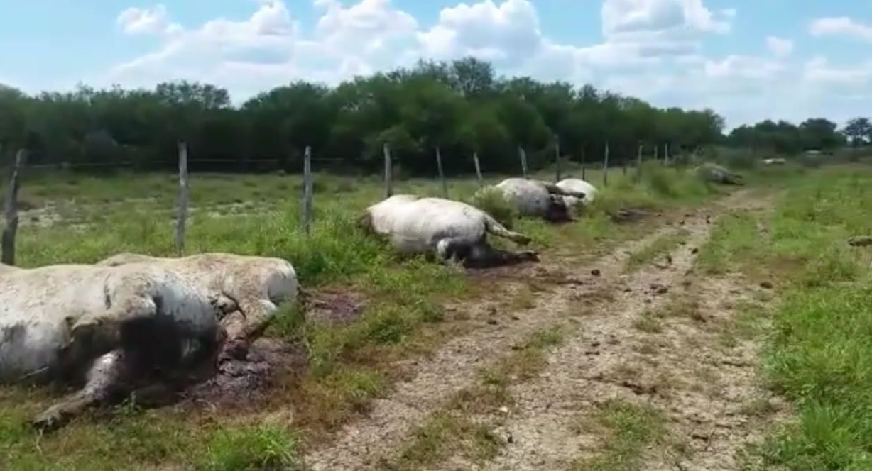 ENCUENTRAN VACAS MUERTAS EN GENERAL TERÁN, ASEGURAN FUE UN RAYO.