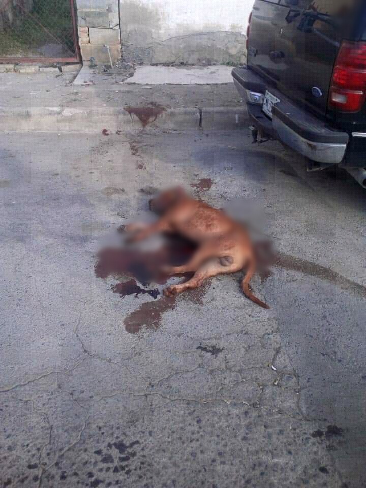 A MACHETAZOS MUJER ASESINA PERRO PITBULL EN LINARES INTERVIENE LA POLICÍA.