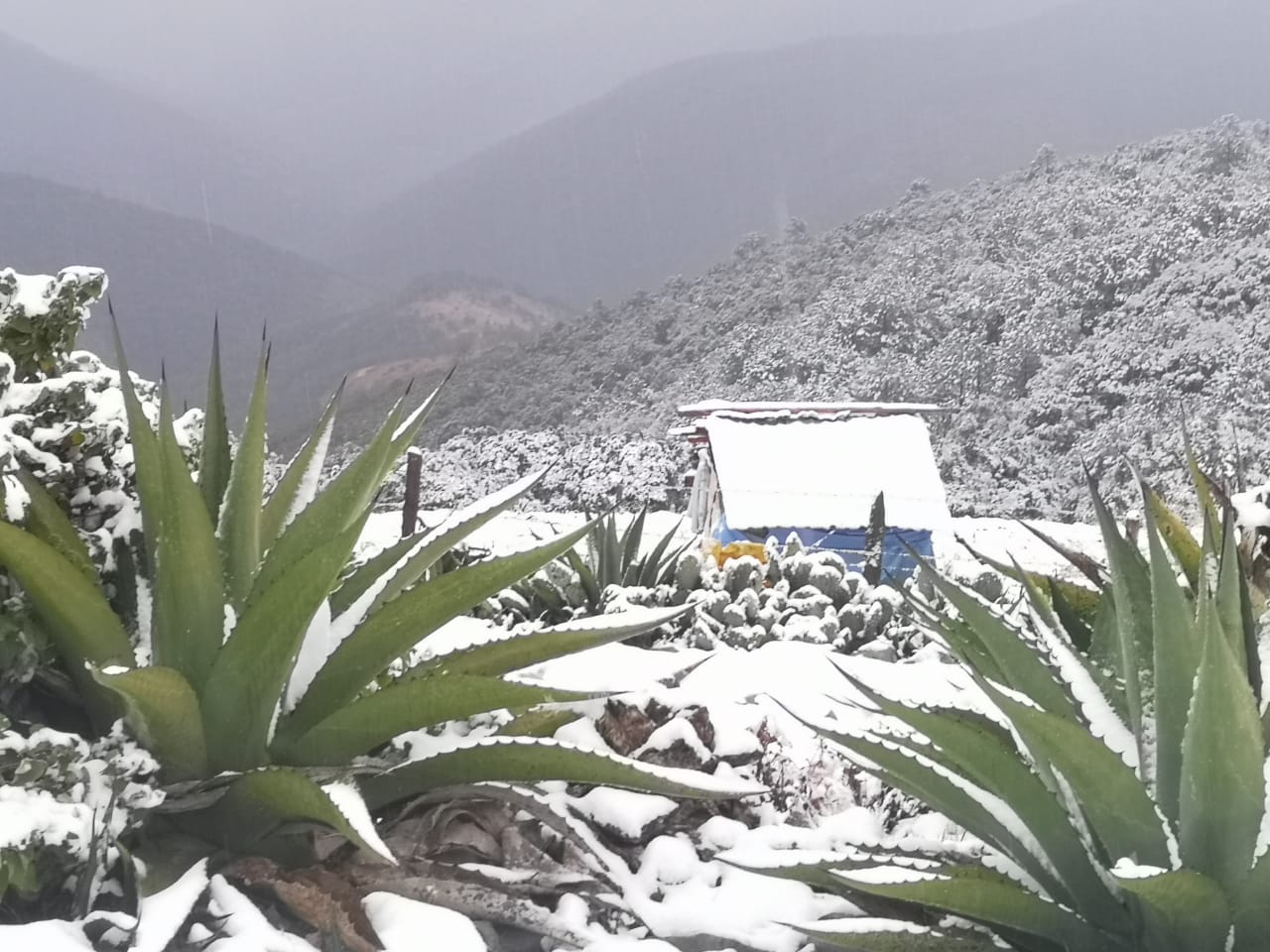 IMPLEMENTA ALCALDE DE ZARAGOZA OPERATIVO POR LA CAIDA DE NIEVE.