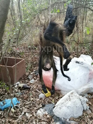 ENCUENTRAN A MONO ARAÑA MUERTO Y COLGADO EN BASURERO CLANDESTINO EN MMORELOS