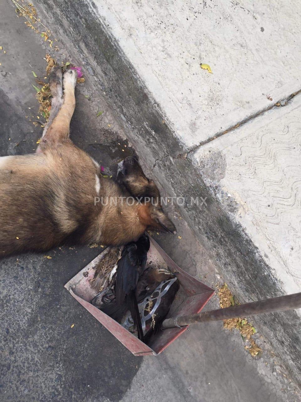 ENVENENAN PERROS EN COLONIA DE MMORELOS Y AVES TAMBIEN MUEREN.