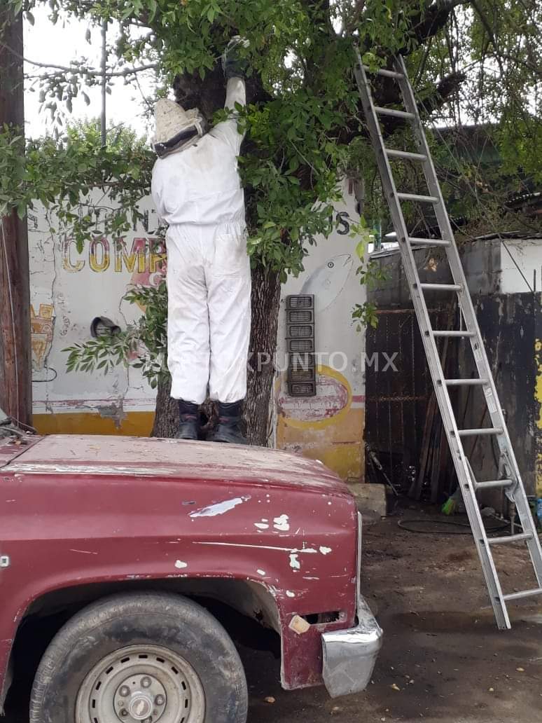 ENJAMBRE DE ABEJAS, ATACAN A TRANSEUNTES. PROTECCION CIVIL LOGRA RETIRARLO.