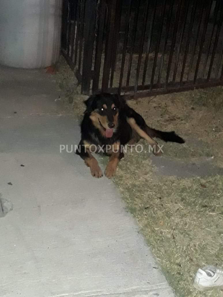 PERRO ATACA A MUJER, DEJANDO UNA CONSIDERABLE LESION EN UNA MANO.