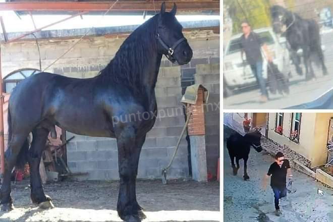 DENUNCIAN EN EL CODE EN ALLENDE ROBO DE CABALLO.