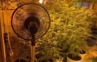 POR PRODUCCIÓN DE MARIHUANA FGR OBTIENE PRISIÓN PREVENTIVA CONTRA UNA PERSONA.