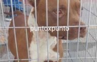 ASEGURAN A PITBULL QUE MATÓ A NIÑA EN GALEANA.