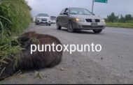 ENCUENTRAN UN OSO SIN VIDA A UN COSTADO DE CARRETERA NACIONAL EN MONTEMORELOS.