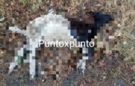 VUELVE EL ATAQUE A ANIMALES EN CAÑAS EN MONTEMORELOS, PIDEN INVESTIGUEN, PUES YA VAN MAS DE 40 ANIMALES VARIOS LOS QUE PIERDEN LA VIDA EN EXTRAÑAS CIRCUNSTANCIAS.