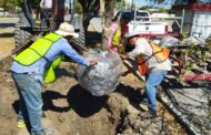 REALIZA PERSONAL DE REFORESTACIÓN DE LA SECRETARÍA DE ADQUISICIONES TRABAJOS DE REFORESTACIÓN EN MONTEMORELOS.