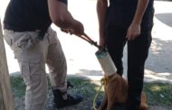 LIBERA PROTECCIÓN CIVIL A MASCOTA QUE REPORTARON CON UN TUBO EN LA CABEZA.