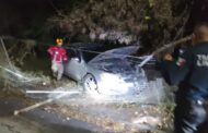 CONDUCTORA, TERMINA EN UNA HUERTA DE CÍTRICOS EN ACCIDENTE VIAL EN LINARES.