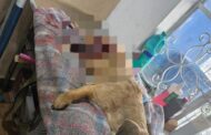 DE UN DISPARO ATACAN A UNA MASCOTA EN LINARES PIERDE LA VIDA TRAS SER INTERNADO.