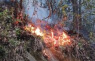 CONTROLADO EL INCENDIO FORESTAL CUANDO UNA MULA ESTABA ENVUELTA EN LLAMAS EN CAMINO A LA TRINIDAD.