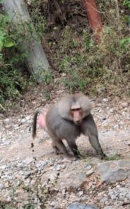 6cd8c775-714d-4548-941c-30724746cbc0